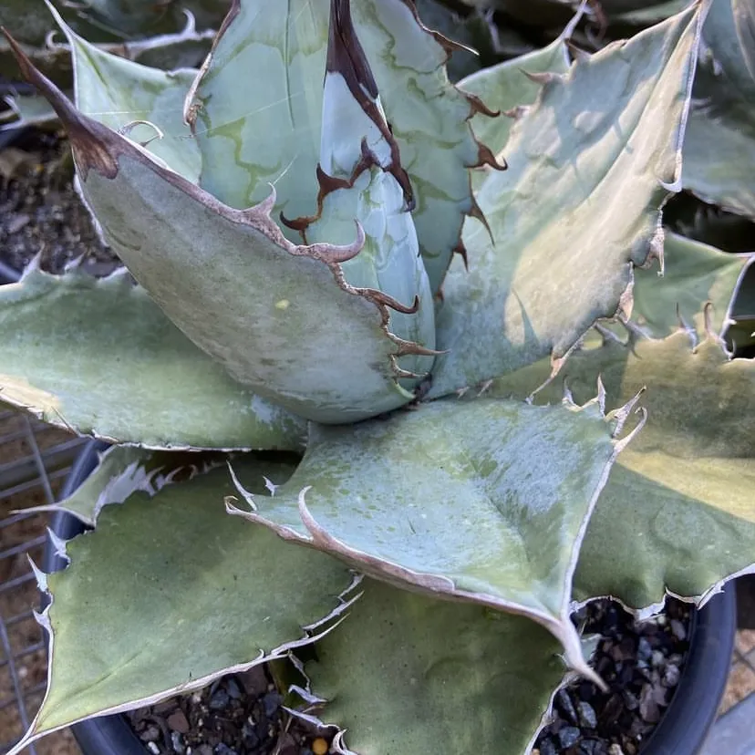 Agave Titanota White Ice